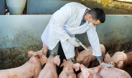 a veterinarian giving injections to a group of pigs